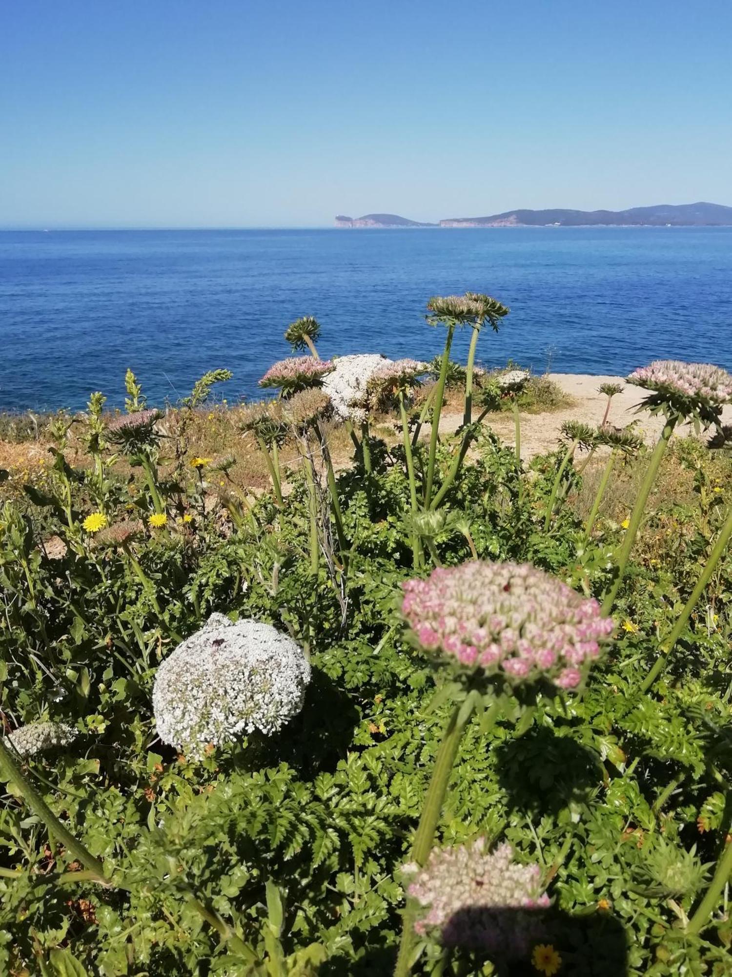 Bed and Breakfast El Matorral Alghero Zewnętrze zdjęcie